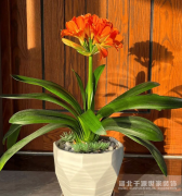 【宜昌裝修】擺在客廳能招財(cái)鎮(zhèn)宅的10種植物！